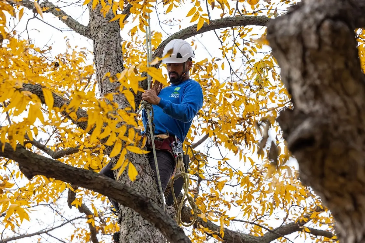 Skilled Tree Planing crew working in Springfield